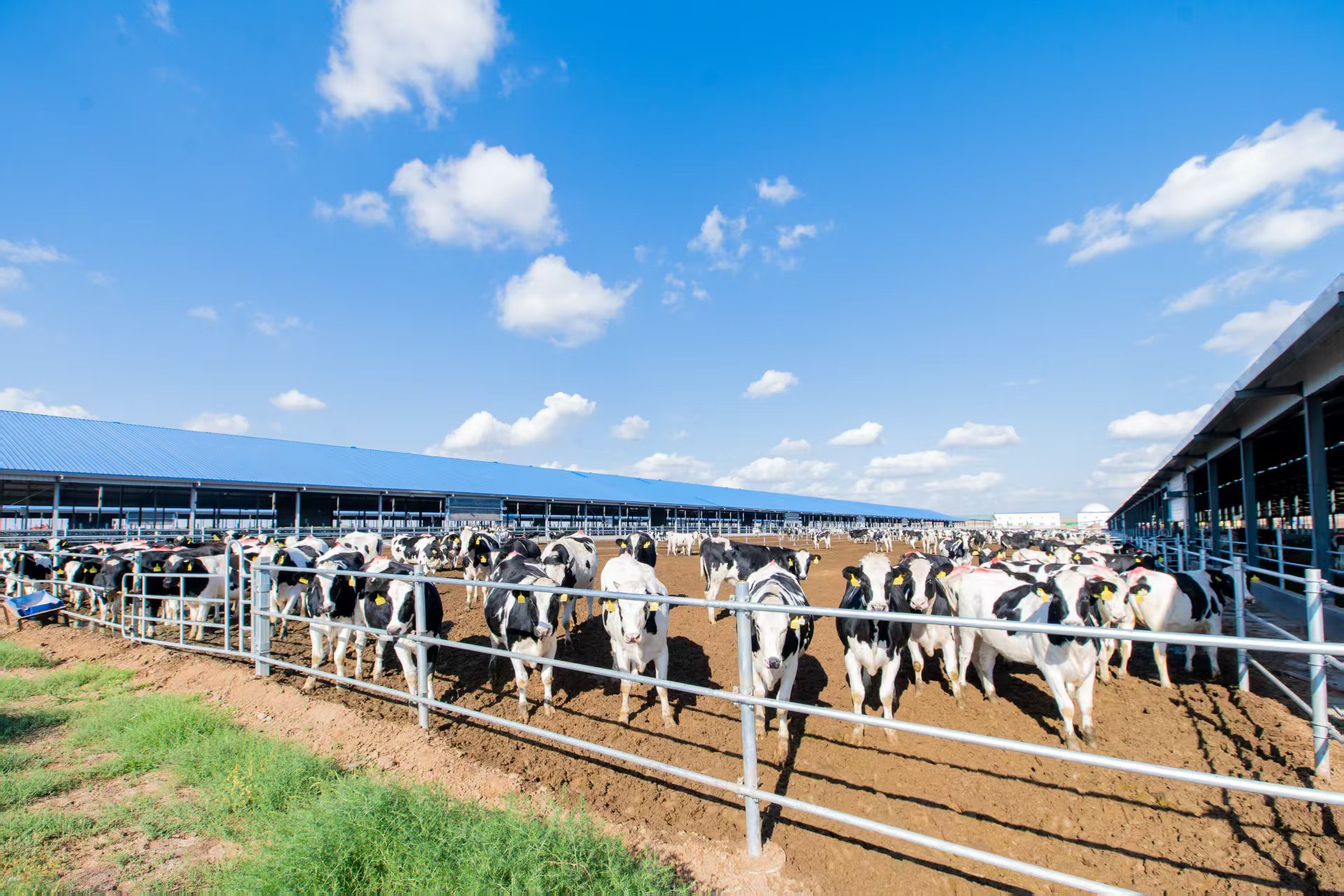 重庆日报：中垦牧乳业传承百年匠心彰显国企担当